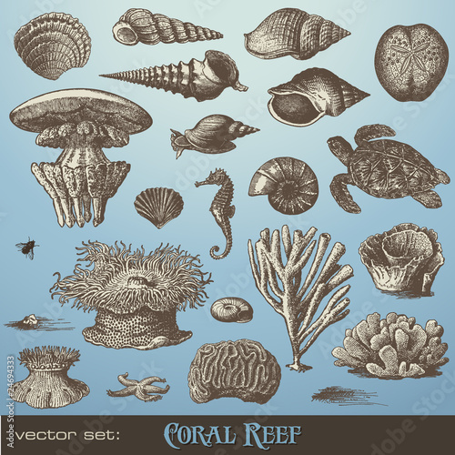 vector set: coral reef - variety of sea-design elements