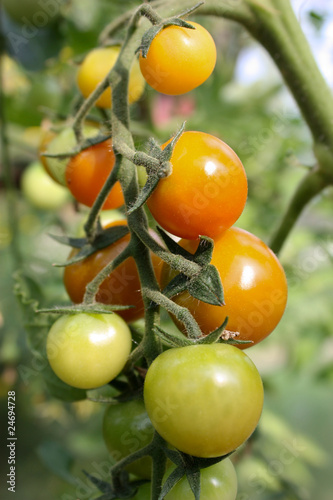 tomatoes