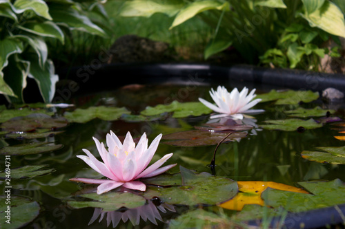 lily