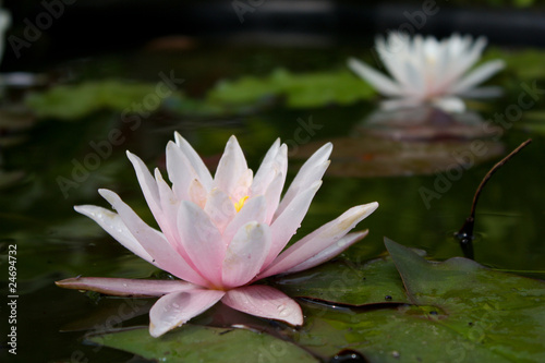 lily