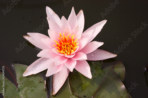 lily