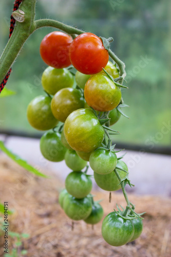 tomatoes