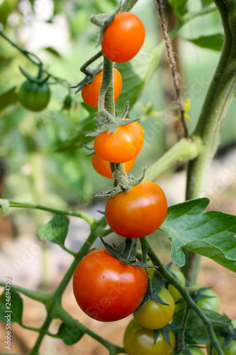 tomatoes