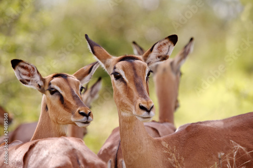 Impala Ewes