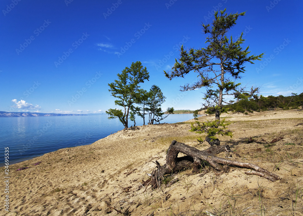 Small larches on the sandy shore of Olkhon Island on Lake Baikal Small larches on the sandy shore of Olkhon Island on Lake Baikal