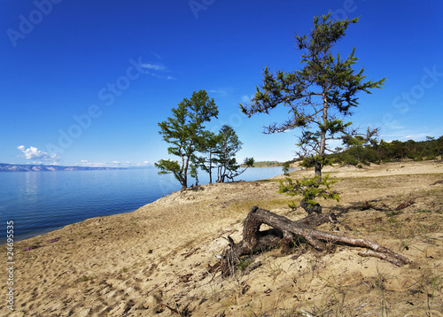 Small larches on the sandy shore of Olkhon Island on Lake Baikal