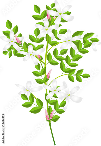 jasmine flowers plant with green leaves on white background