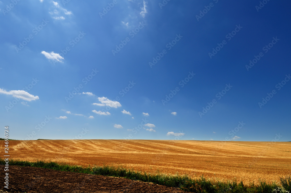 Field of ripe golden wheat under picturesque blue sky