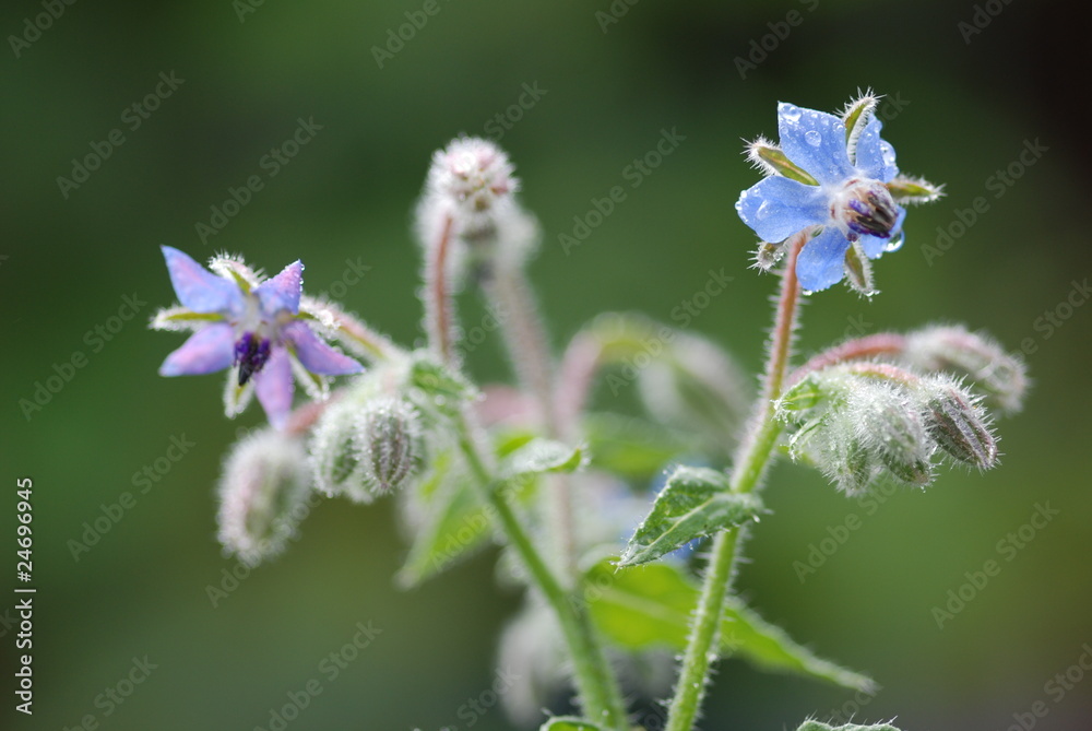 Borretschblüte (Borago officinalis) Borretschblüte (Borago officinalis)