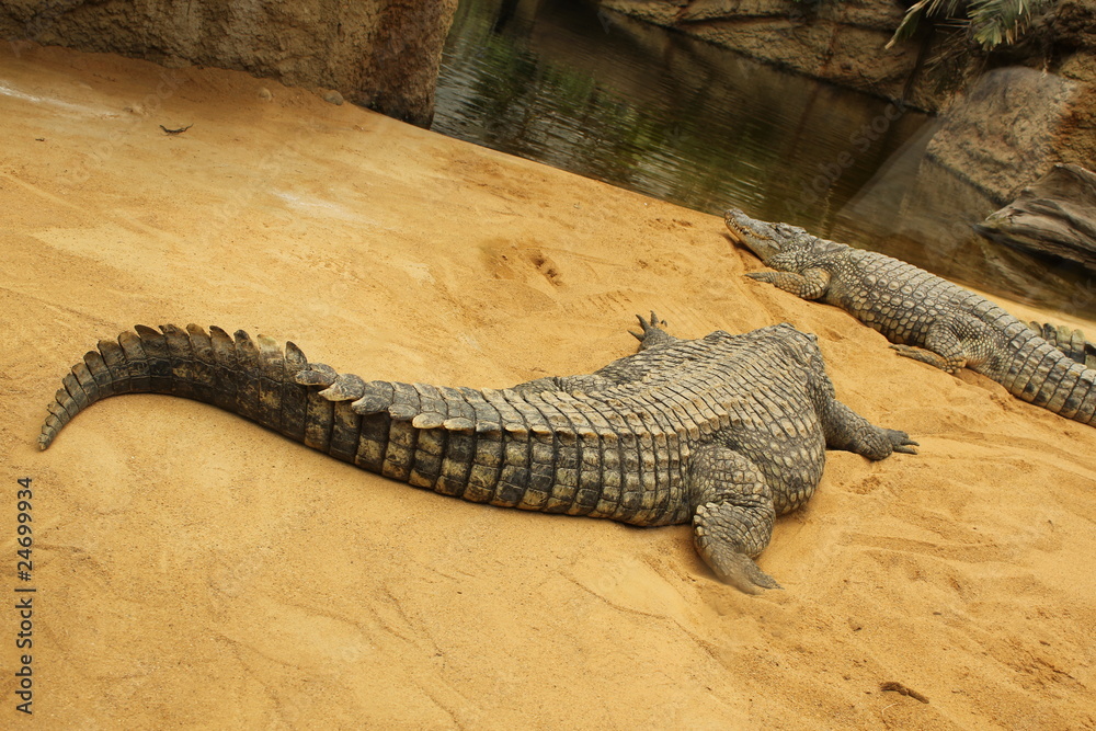 Fototapeta premium Krokodile 2