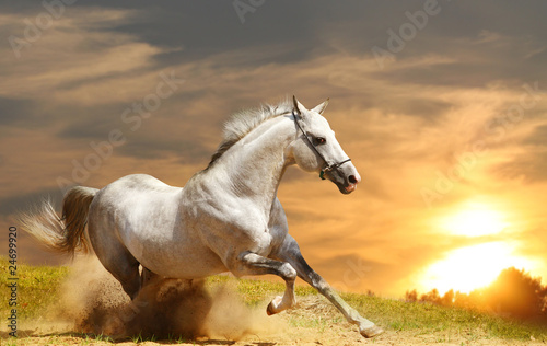 white stallion #24699920