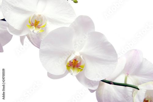 Fototapeta Naklejka Na Ścianę i Meble -  white orchids