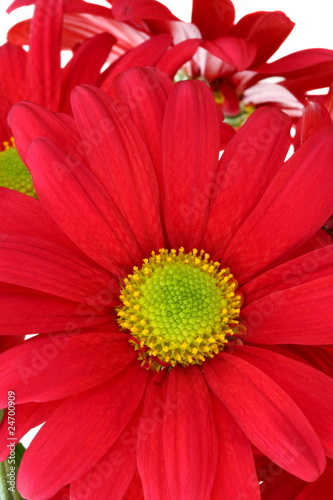 Closeup of red daisy chrysanthemum