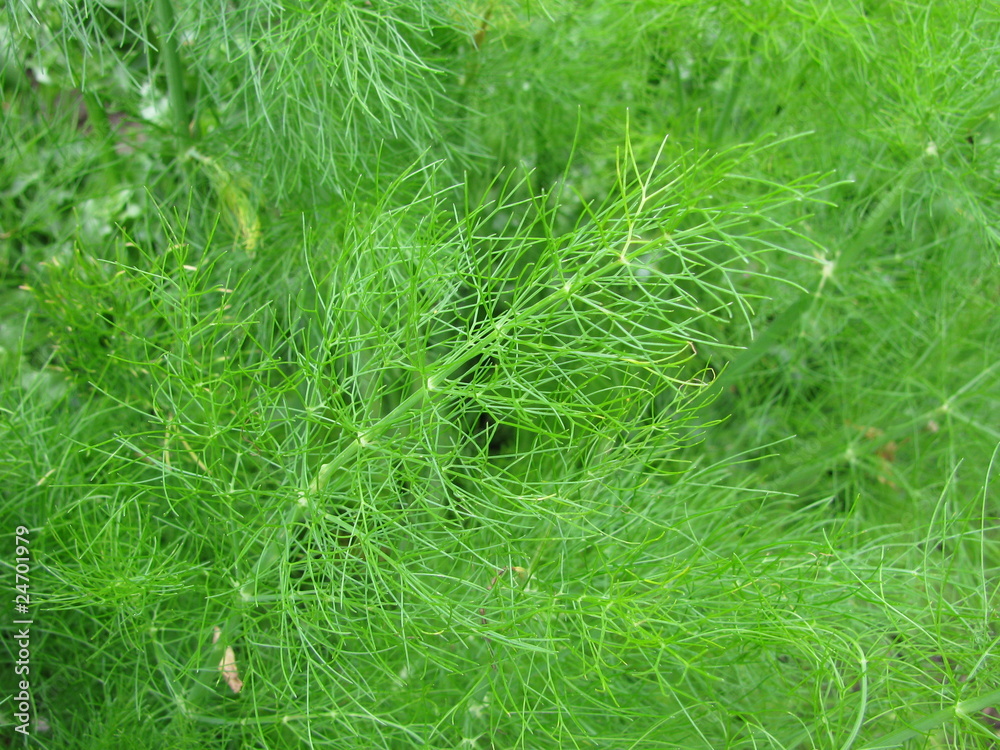 Fenchel Fenchel