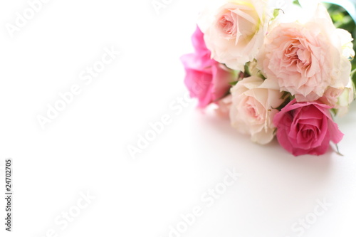 pink roses isolated on white background