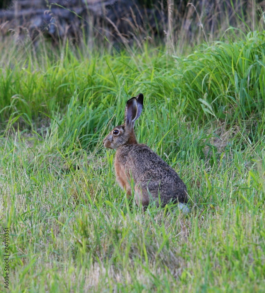 hare hare