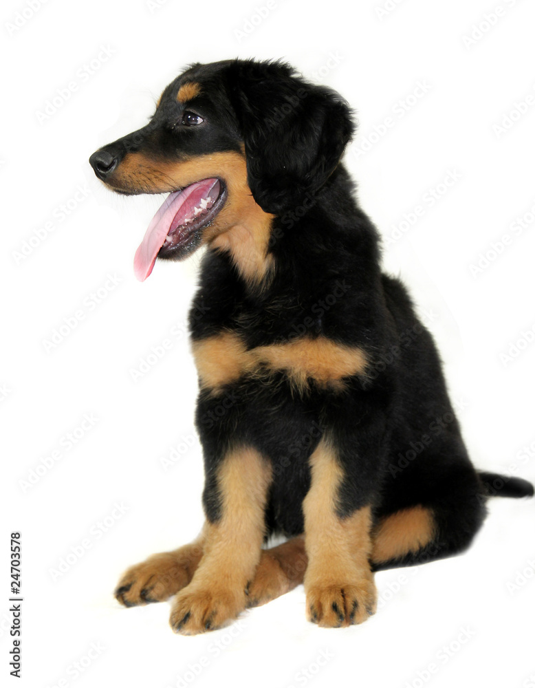 Puppy of hovawart isolated on white background