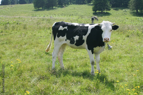 cow