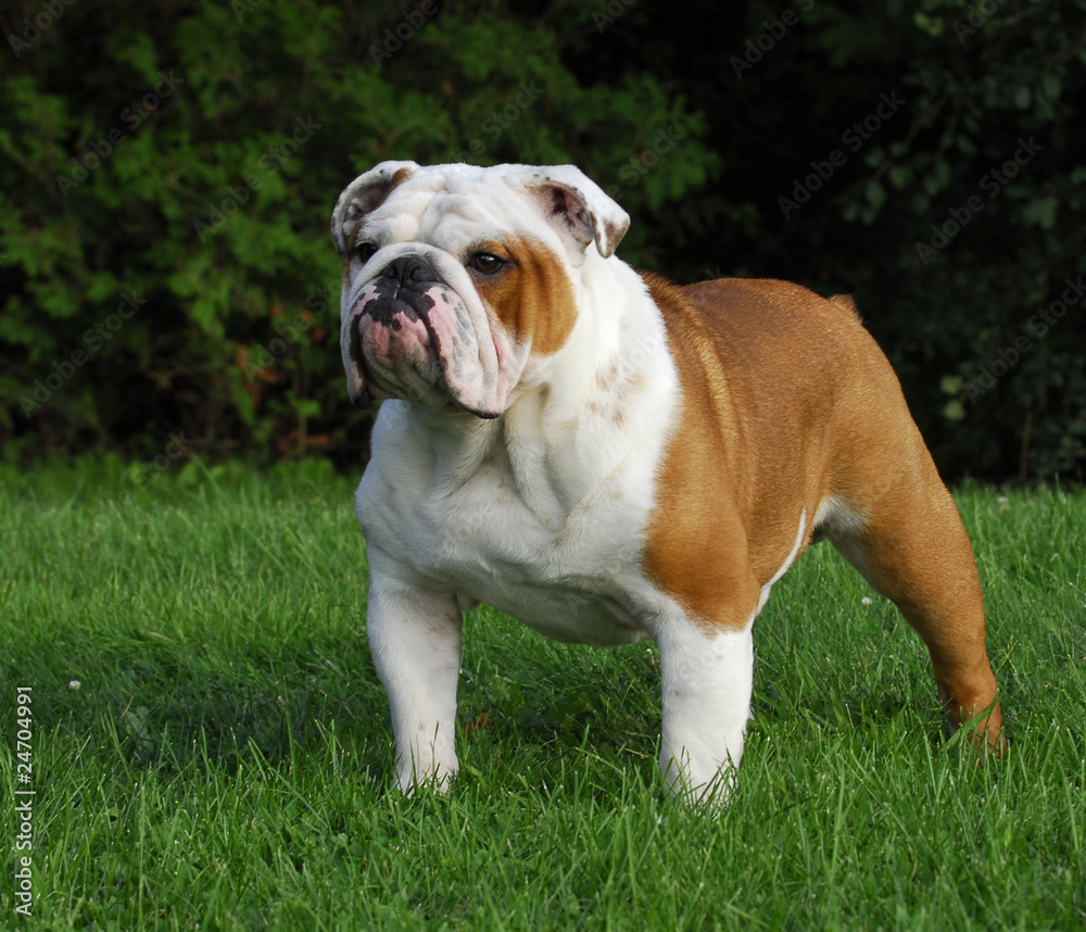 male english bulldog