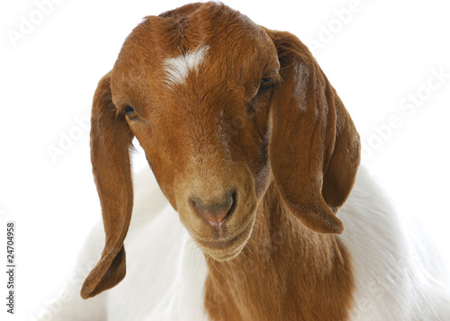 goat portrait