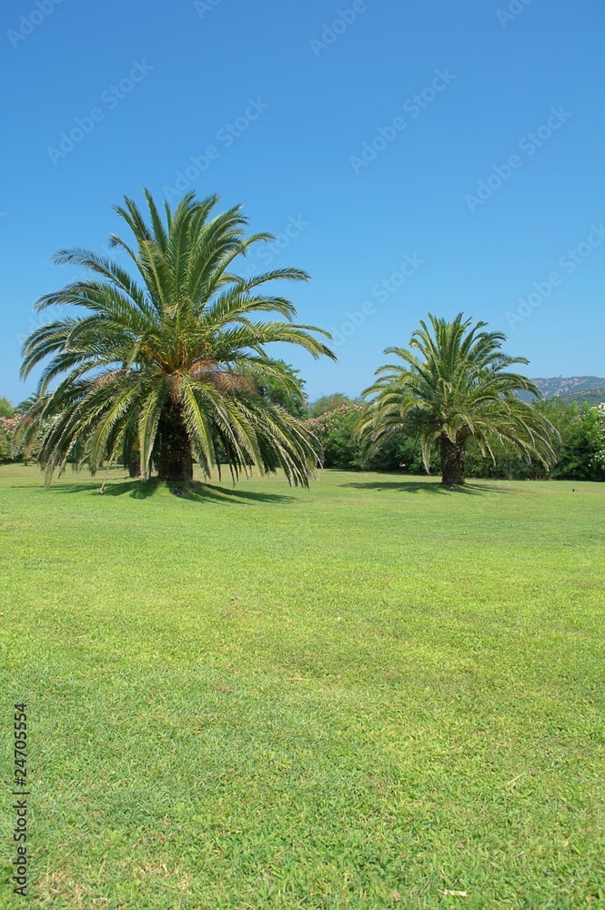 Tropical garden with palms and the blue sky in the background