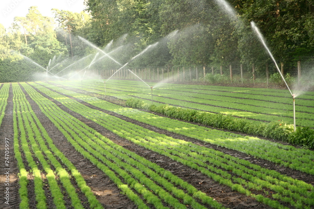 Water sprinkler system working on a nursery plantation - obrazy, fototapety, plakaty 