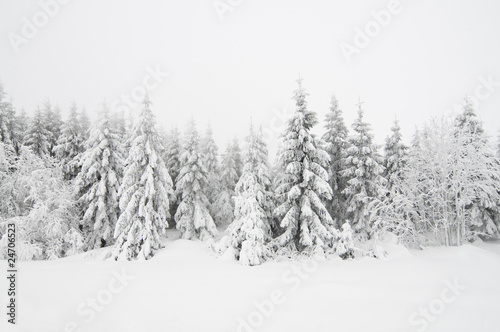 Winterbäume 1