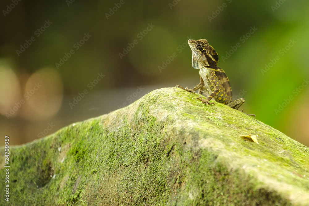 Fototapeta premium anglehead lizard