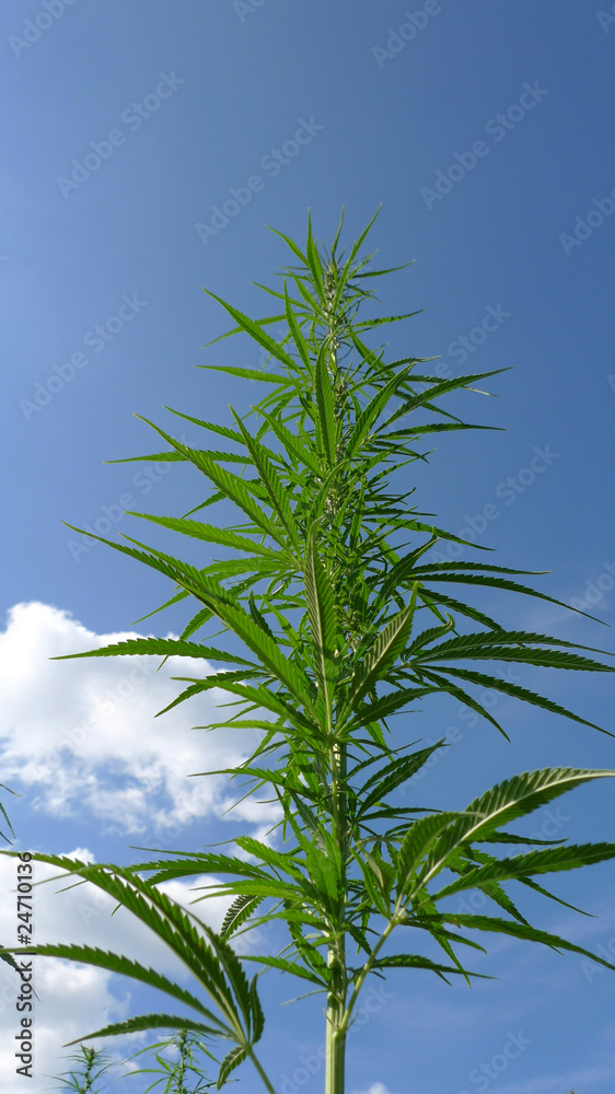 Obraz premium Hanf