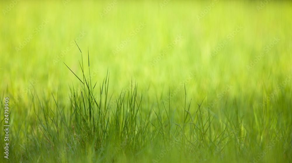 herbe vert verte brin tige brindille champs nature herbe vert verte brin tige brindille champs nature
