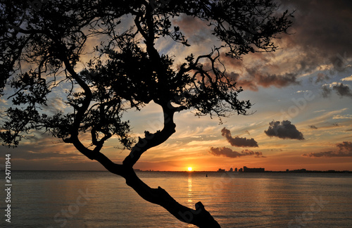 tree near ocean at sunset