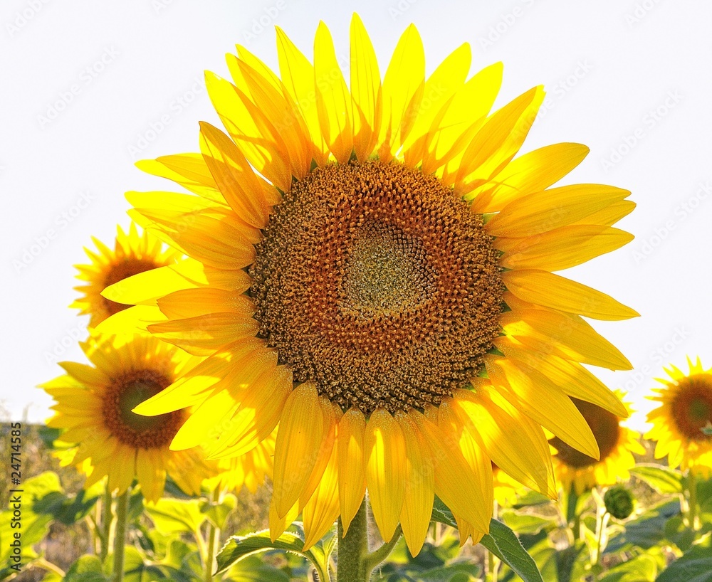 Obraz premium Girasol