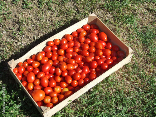 Cassetta di pomodori photo