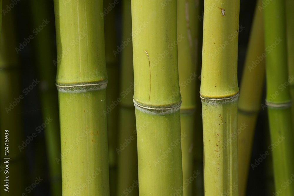 Obraz premium bambou