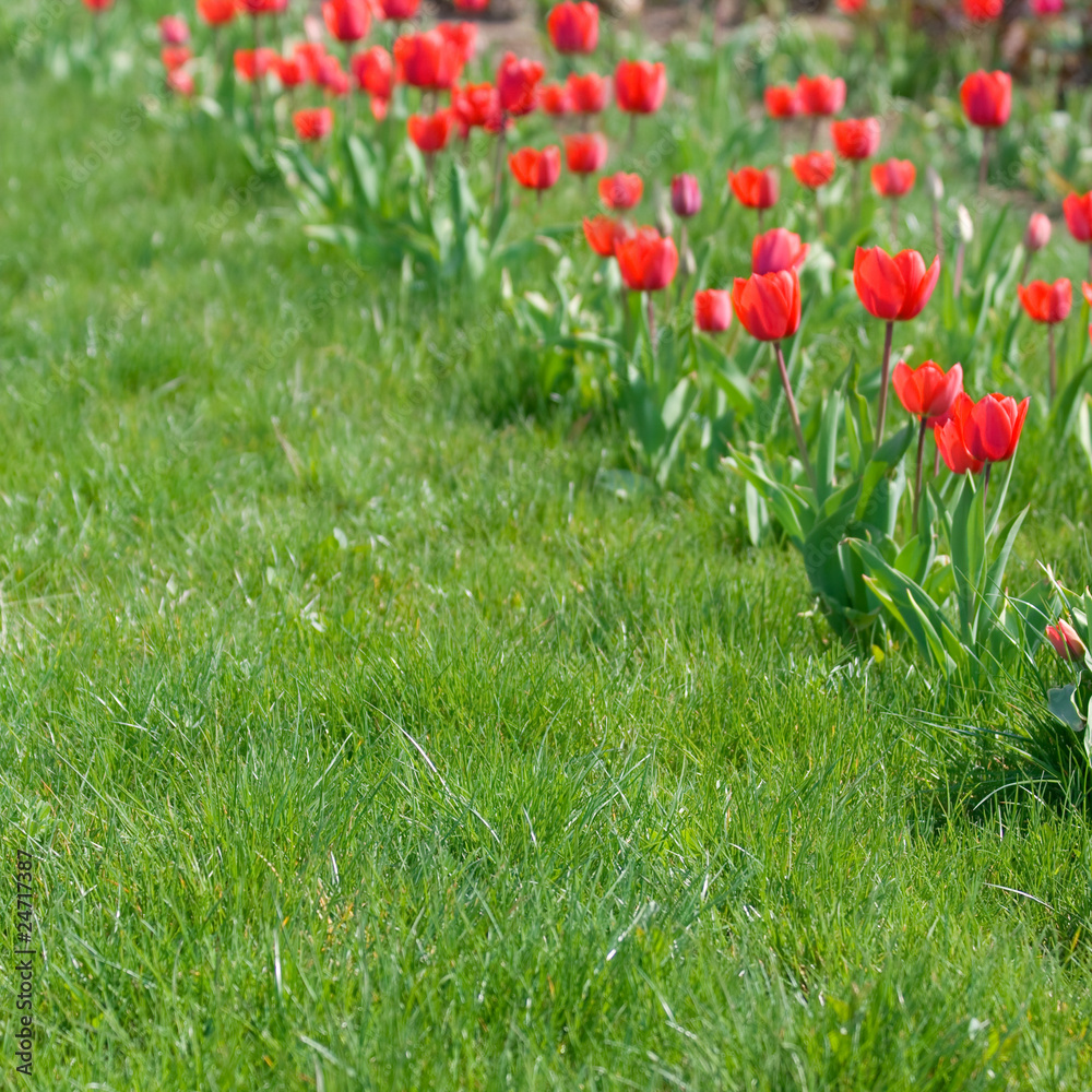 Fototapeta premium Grass and red tulips