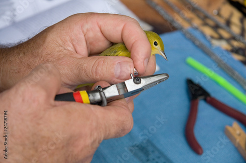 Banding A Warbler
