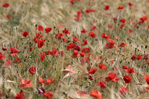 Mohnblumenfeld in der Provence photo