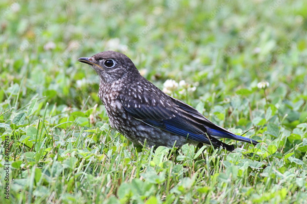 Obraz premium Eastern Bluebird