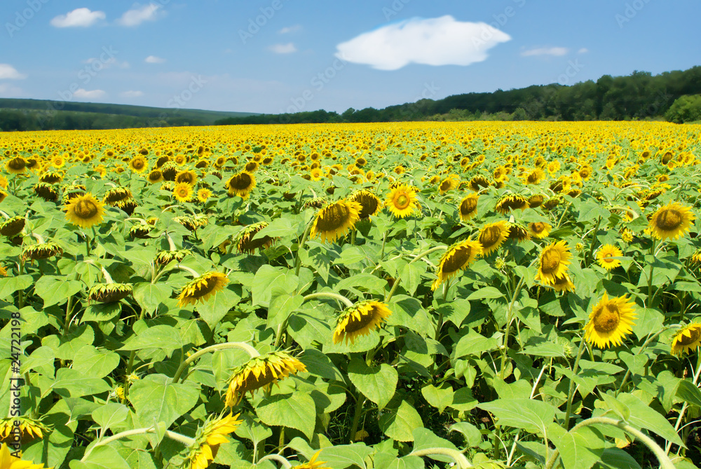 Field of sunflowers in a summer sunny day