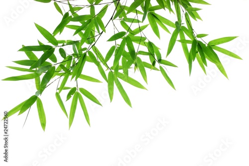 Bamboo leaves