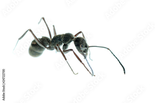 insect ant macro isolated