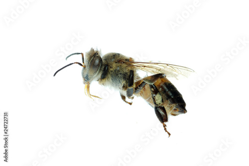 bee insect macro isolated