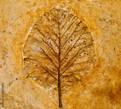 The Leaf imprint in concrete