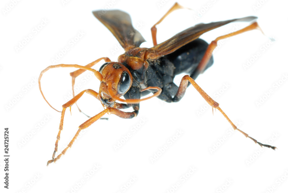 wasp insect macro isolated on white wasp insect macro isolated on white