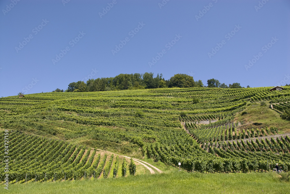 wineyard with blue sky