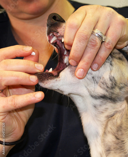 faire prendre une pilule à un chien