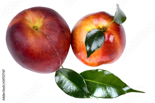 peach and apricot on white background