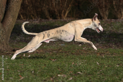 beautiful jump of whippet