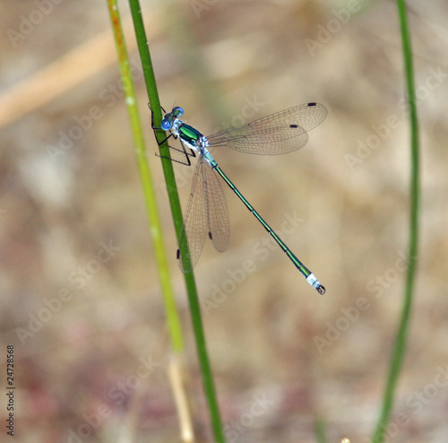 Emerald Damselfly