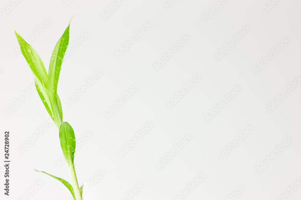 Fototapeta premium 水滴のついたバンブーの葉